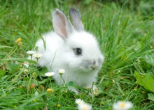 FEATURES_Animals_Rabbit_Easter_shutterstock_55245154
