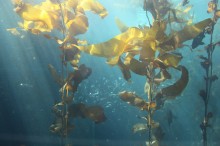 TRAVEL_California_Monterey_Aquarium_SM_IMG_7387