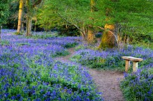 FEATURES_Flowers_Bluebell_sh_92124790
