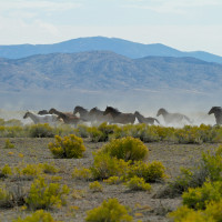 TRAVEL_USA_Nevada_Mustang_Monument_cJo Danehy