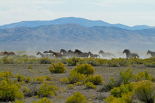 TRAVEL_USA_Nevada_Mustang_Monument_cJo Danehy
