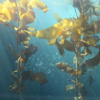 TRAVEL_California_Monterey_Aquarium_SM_IMG_7387