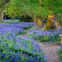 FEATURES_Flowers_Bluebell_sh_92124790