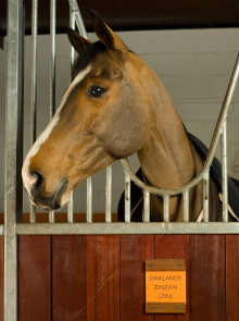 TRAVEL_UK_Dorchester_Collection_CoworthPark_Equestrian